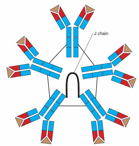 Gli Anticorpi Immunoglobuline di tipo M (IgM) Le