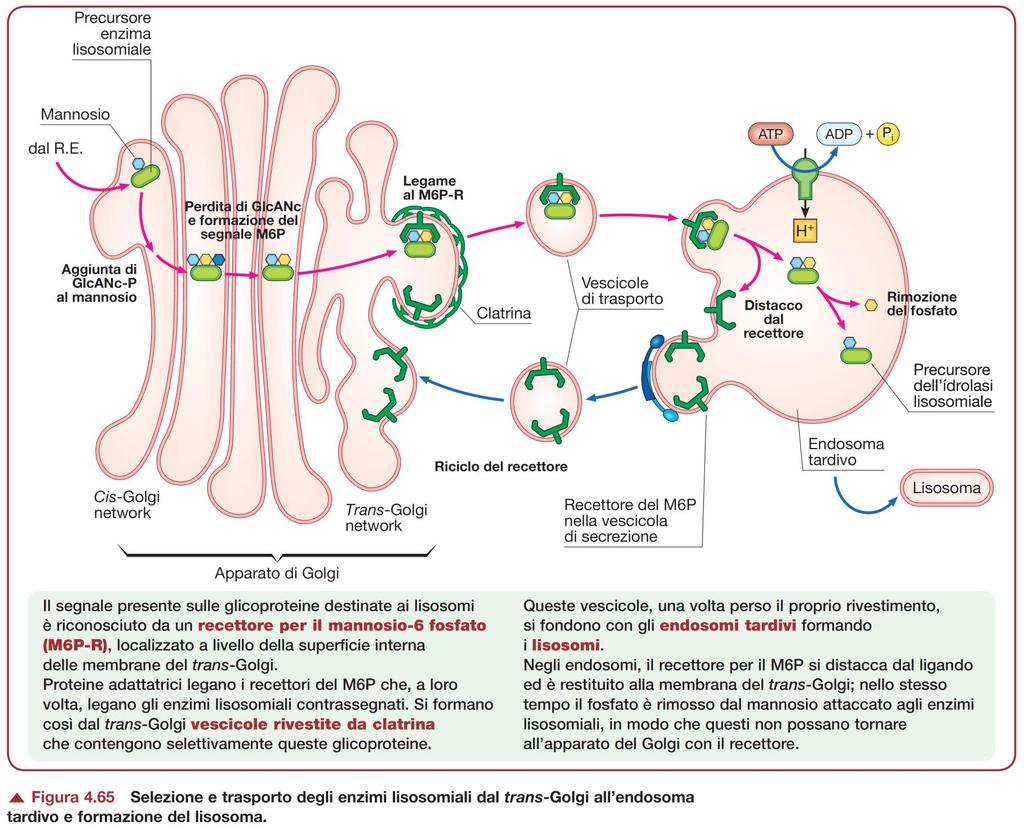 Glicoproteine destinate ai lisosomi La presenza di un mannosio