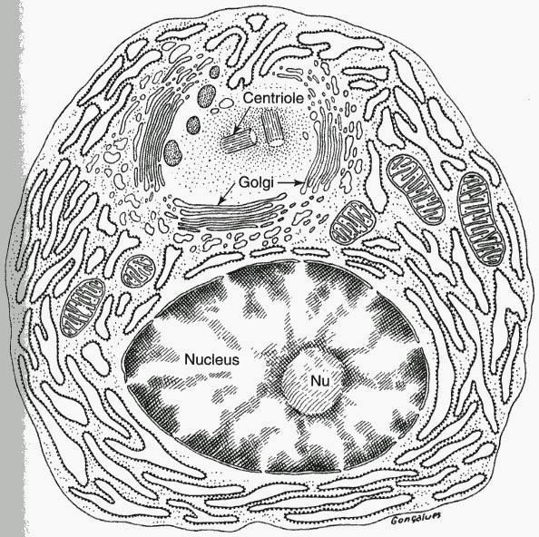 Plasma cellule Forma