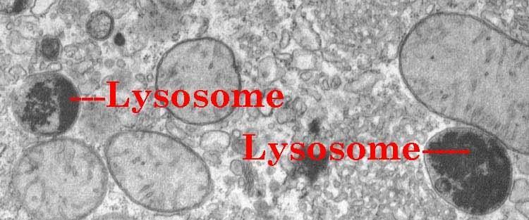 Lisosomi
