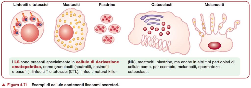 Lisosomi