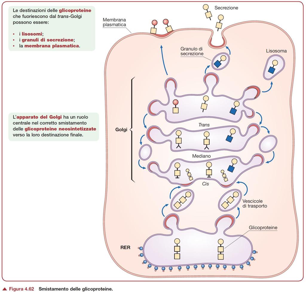 Smistamento delle glicoproteine Destino delle proteine che