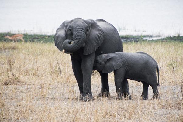 Dal cuore caldo dell Africa: Liwonde national park, South Luangwa national park e lago Malawi. Tra 11 giorni di viaggio con possibili estensioni Il calcolo dei giorni di viaggio esclude i voli.