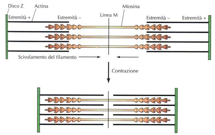 La contrazione: è data dallo scorrimento reciproco tra filamenti sottili e filamenti spessi Modello dello scivolamento dei filamenti nella contrazione muscolare I