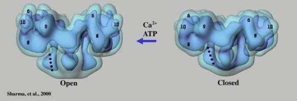 Recettore rianodinico Il recettore rianodinico si attiva a concentrazioni citoplasmatiche µmolari di Ca++.