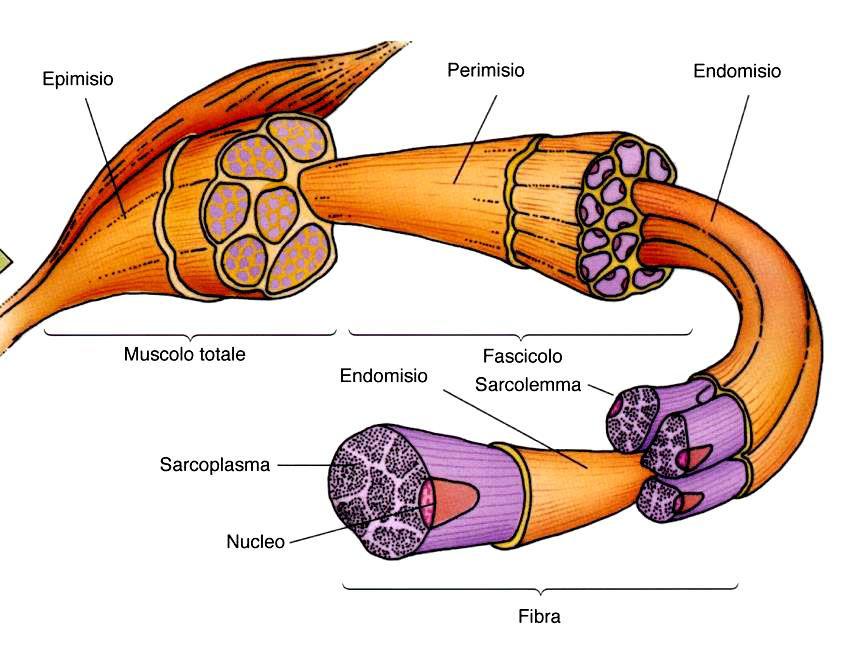 involucri