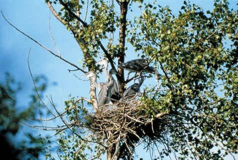 ritrovati parzialmente predati sotto i nidi. Nel 1999 la popolazione nidificante ha raggiunto il massimo storico con 100-105 nidi dai quali si sono involati 250-260 giovani.
