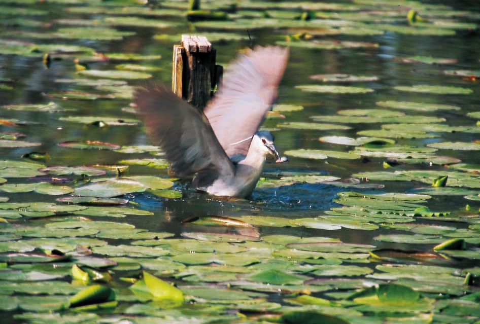 Nello stesso periodo hanno nidificato il Cormorano (cinque coppie nel 1998 e due nel 1999) ed il Marangone minore (quattro coppie sia nel 1998 che nel 1999 e 32 nel 2000).