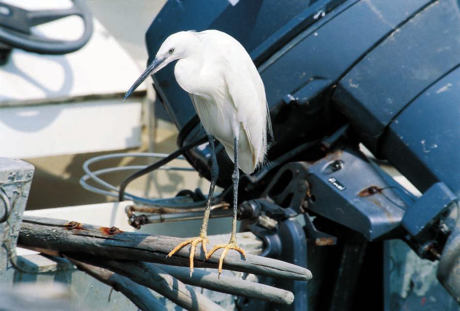 L Airone bianco risulta stabile, mentre l Airone cenerino manifesta un ritmo costante di crescita tipico delle specie che si sono insediate in tempi recenti (Newton, 1998).