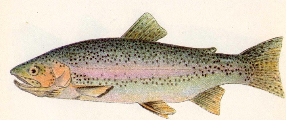 TROTA MARMORATA (Salmo trutta marmoratus) Caratteristiche: lungo i fianchi, sul dorso e sull'opercolo delle branchie è presente il caratteristico disegno