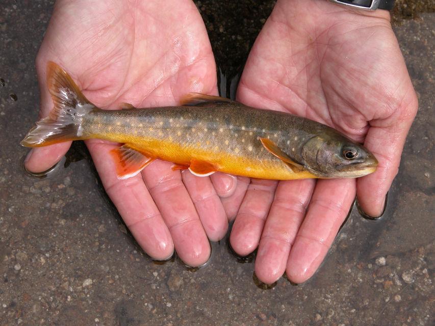 SALMERINO ALPINO (Salvelinus alpinus) Caratteristiche: il corpo è snello e allungato, le squame sono molto piccole, la colorazione del dorso può variare dal verde-azzurro fino al marrone, quella del