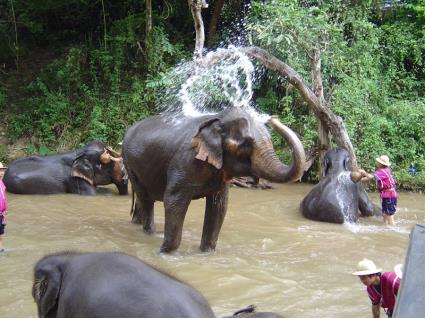 17 Agosto - Chiang Mai, santuario degli elefanti e Wat Doi Suthep Dopo la colazione in hotel il tour prosegue con la visita al Santuario degli Elefanti dove avrete la possibilita di vedere da molto