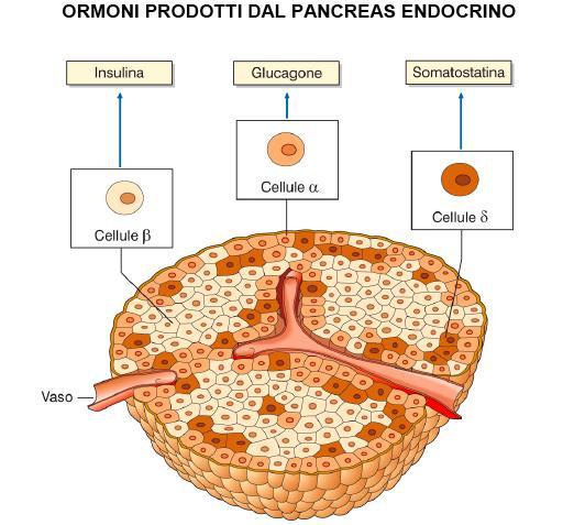 Ghiandola mista La componente endocrina è composta da vari tipi di cellule: Cellule α: producono GLUCAGONE Cellule β: