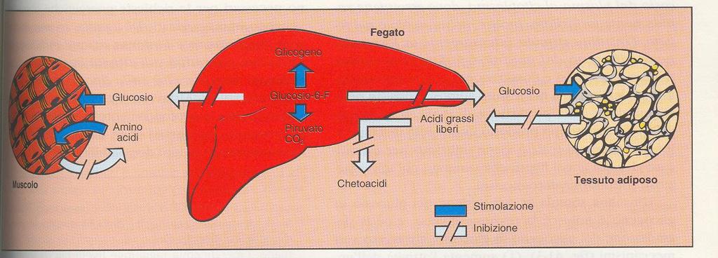 Infatti la secrezione di insulina è praticamente nulla quando il glucosio plasmatico è uguale o inferiore a 50 mg/dl, mentre è massima quando la glicemia è