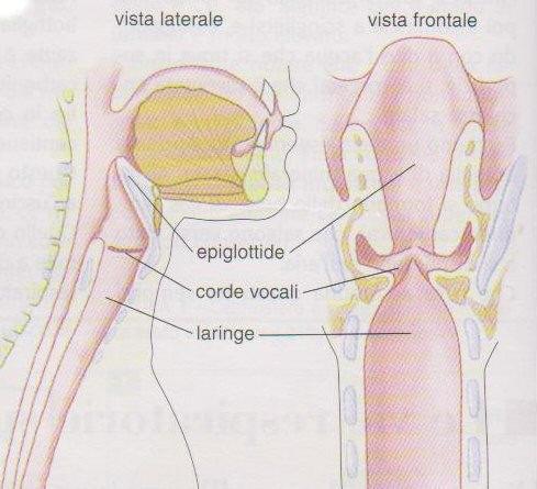 L aria entra poi nella faringe, un organo che nella parte inferiore comunica, posteriormente con l esofago e anteriormente con la laringe.