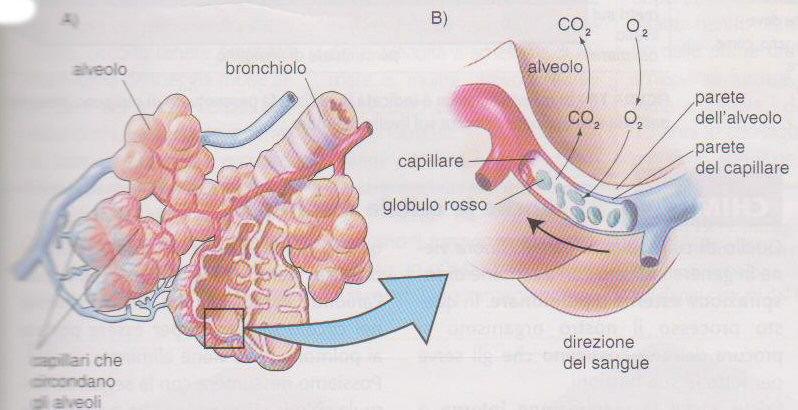 Ogni polmone è avvolto da una membrana, la pleura formata da due strati tra i quali si trova il liquido pleurico, un lubrificante che impedisce il loro sfregamento durante