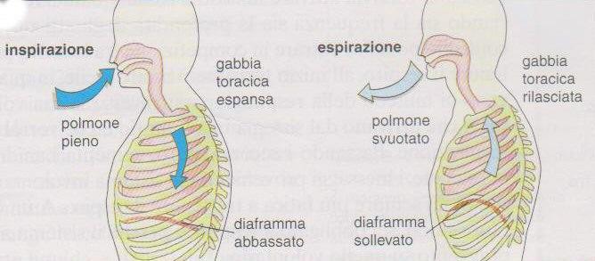 Continui sono gli scambi fra l aria esterna che penetra nei polmoni e l'aria interna che viene eliminata nell ambiente, che prendono il nome di respirazione polmonare o