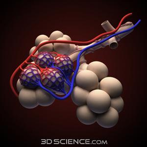 La MEMBRANA che riveste gli alveoli è molto SOTTILE ed è percorsa da una fitta rete di capillari sanguigni.