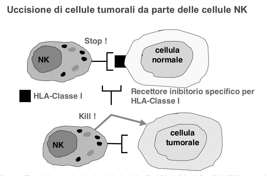 scoperta che le cellule NK sono in grado di discriminare tra diversi gruppi di alleli di molecole HLA di classe I (vale a dire gli antigeni di istocompatibilità MHC dell uomo).