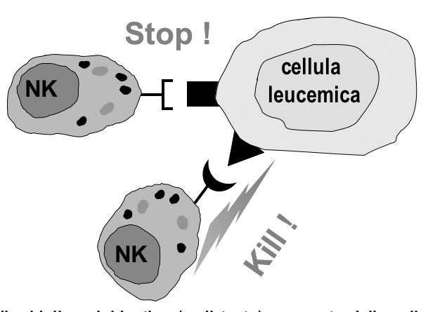 Nel trapianto di midollo aploidentico una parte delle cellule NK del donatore (originate dalle cellule staminali emopoietiche contenute nel midollo) può esprimere KIR che non riconoscono alleli