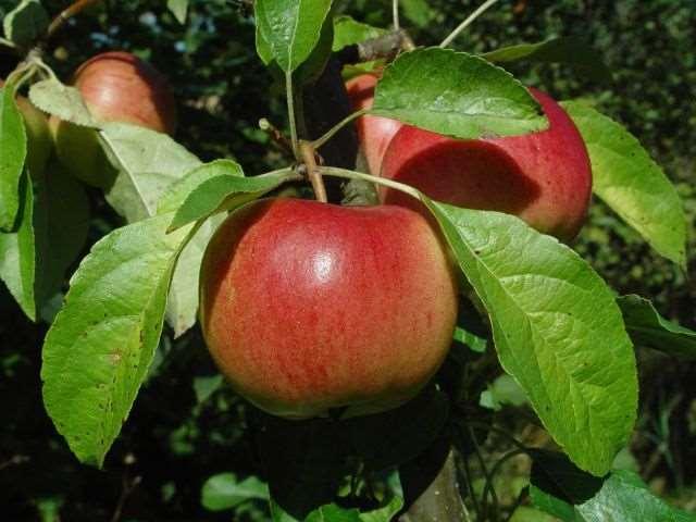 Malus