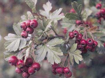 Crataegus monogyna Jacq. MORFOLOGIA Arbusto o piccolo albero caducifoglio alto fino a 6 m, con spine corte e chioma espansa e intricata.