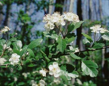 Crataegus laevigata (Poiret) Dc Sinonimo: C. oxyacantha L. MORFOLOGIA Arbusto o piccolo albero caducifoglio alto 1-6 m, provvisto di spine robuste.