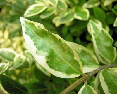 Ligustri esotici ed ornamentali Ligustro del Giappone Arbusto o piccolo albero