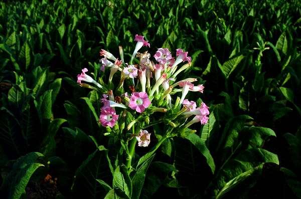 Inflorescenze: Solitarie o cimose Fiori: