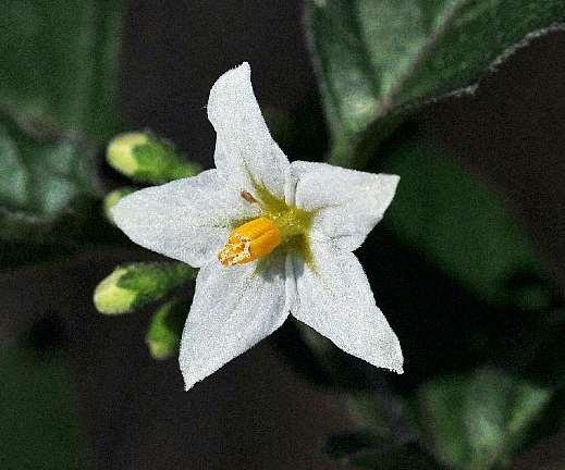 supero Generalmente 5 petali, 5 sepali, 5