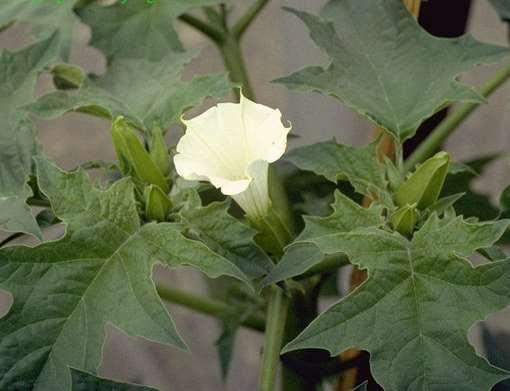 Datura