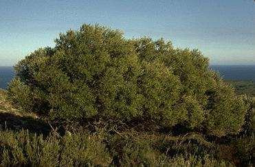 Olea europaea var.