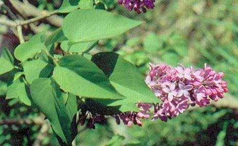 Gen. Syringa Syringa vulgaris, Lillà MORFOLOGIA Arbusto caducifoglio alto 2-6 m, con foglie opposte, picciolate, a lamina acuminata, ovatocuoriforme, di 5-7 x 6-9 cm, verde-scuro.