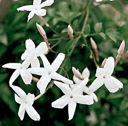 Jasminum