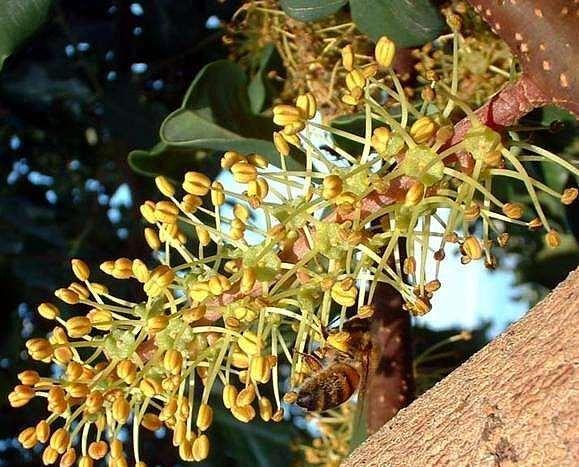 Originario dei paesi del Mediterraneo caldo e arido ove viene comunemente coltivato.