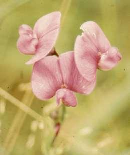 Interesse Lathyrus sylvestris L'importanza economica delle leguminose è grandissima e numerose specie sono utilizzate per l'alimentazione umana o come foraggio per il bestiame.