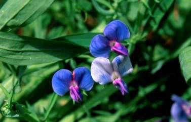 Lathyrus