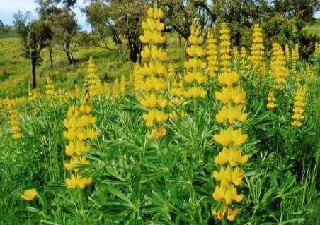 Lupinus