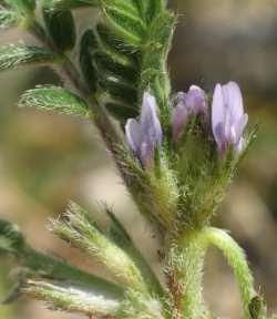 Astragalus