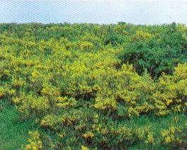 Cytisus