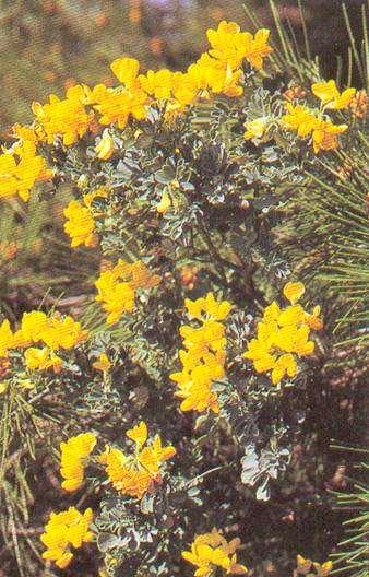 Coronilla