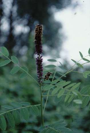 Amorpha