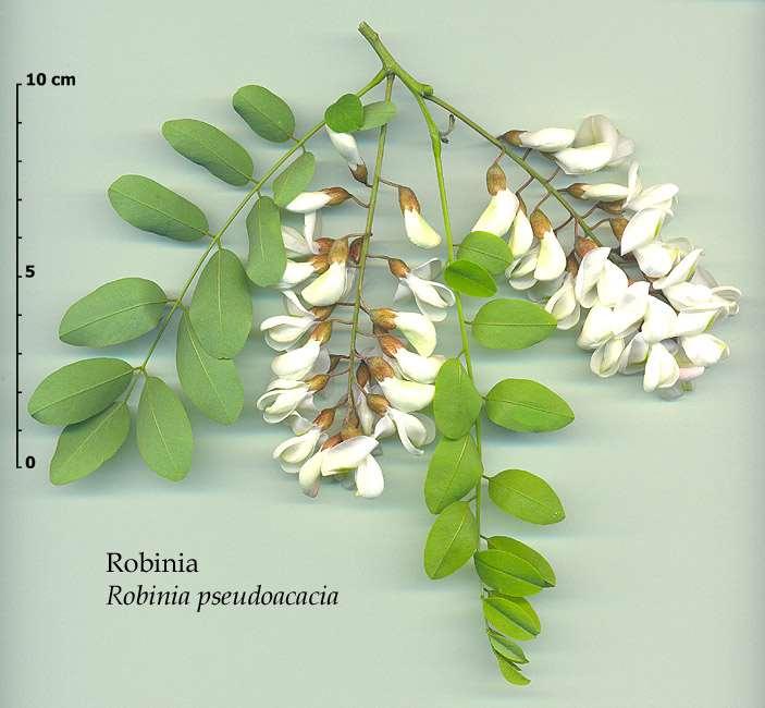 Robinia