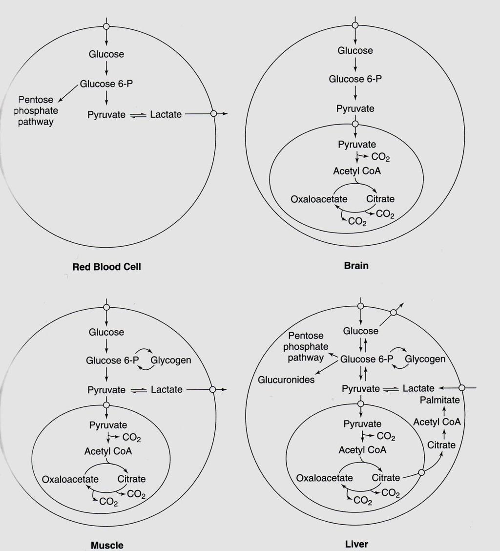 Metabolismo del glucosio nei diversi tipi cellulari Principali trasportatori del glucosio Glut1: ubiquitario, soprattutto eritrociti Glut2: fegato, pancreas, rene, intestino Glut3: