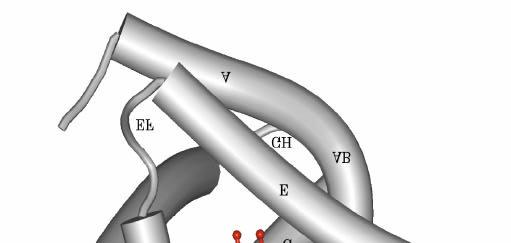 La catena polipeptidica è ripiegata in 8 segmenti ad a elica (A H)