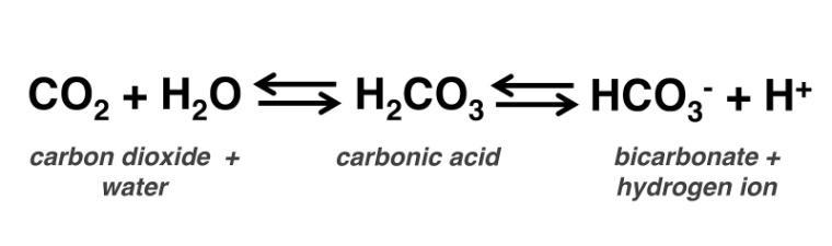 La CO 2 reagisce con le catene amminoterminali: forma residui di carbammato.