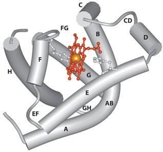 La mioglobina è la proteina che lega l ossigeno nei muscoli. Proteina globulare, compatta, singola catena,153 amminoacidi Mw 16,700.