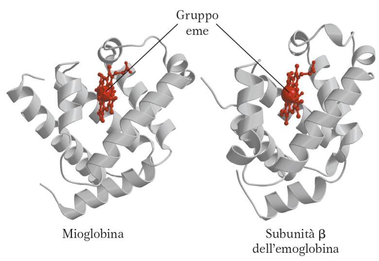 (figura in basso) Le 2 catene α e 2 catene β sono correlate evolutivamente tra loro.