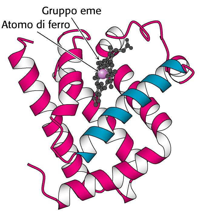 ossigeno nel sangue Aumenta la solubilità dell ossigeno nel plasma, da 3ml/L a 220 ml/l.