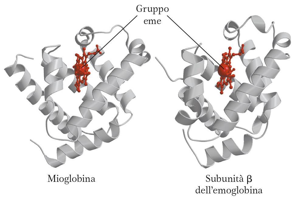 Il gruppo EME è alloggiato in una «tasca», formata dal ripiegamento della catena globinica, in cui si affacciano diversi residui amminoacidici idrofobici (Val, Leu, Iso, Phe, Met) che interagiscono